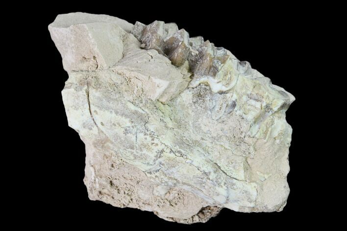 Unprepared, Oreodont (Merycoidodon) Jaw Section - South Dakota #136025